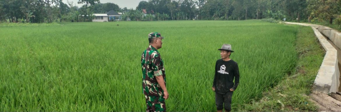 Babinsa Koramil 1605 Sukagumiwang Monitoring dan Dampingi Kegiatan Pertanian di Desa Tenajar Lor