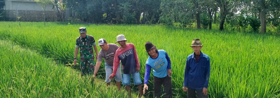 Babinsa Koramil 1605/Sukagumiwang Monitoring dan Pendampingan Pertanian di Desa Tenajar Kidul