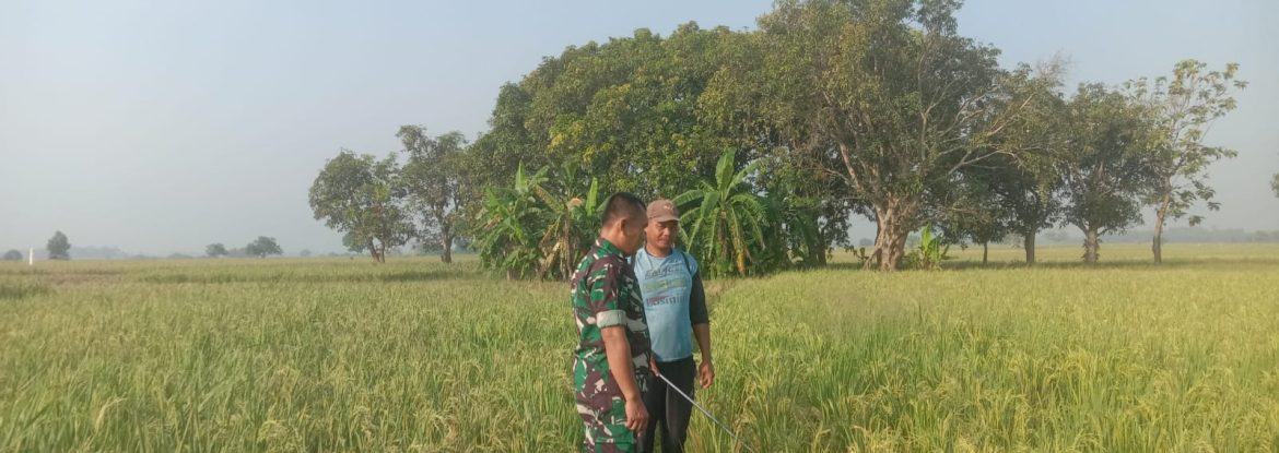 Babinsa Koramil 1605/Sukagumiwang Monitoring dan Pendampingan Pertanian di Desa Gunungsari
