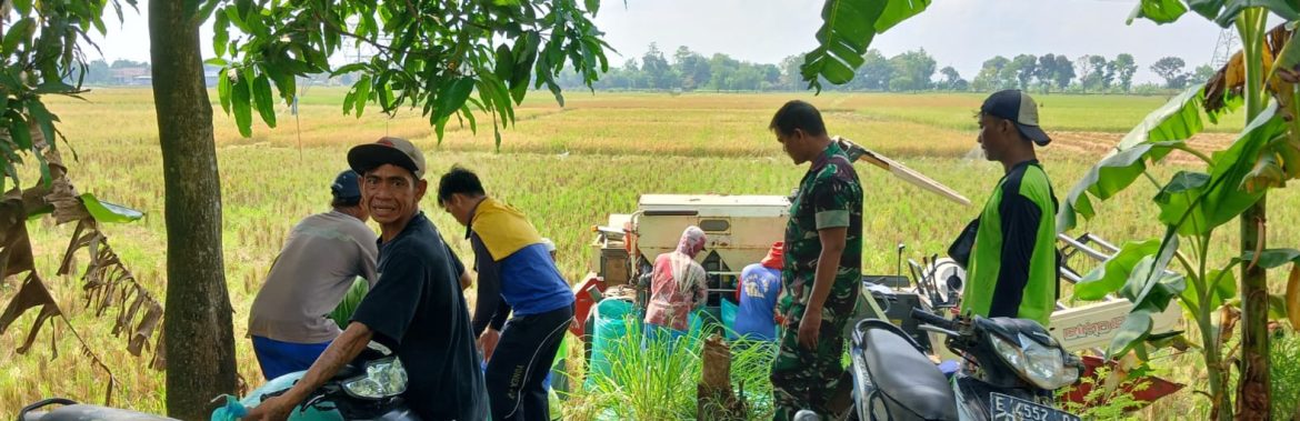 Babinsa Koramil 1605 Sukagumiwang Monitoring dan Dampingi Panen Padi di Desa Gedangan