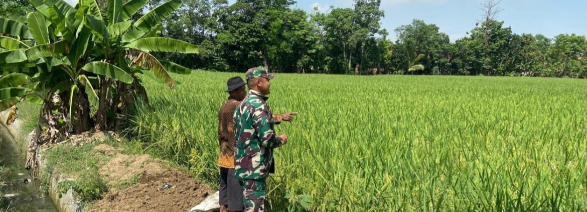 Babinsa Koramil 1605 Sukagumiwang Monitoring dan Dampingi Pertanian di Desa Jengkok