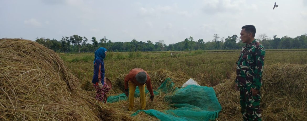 Babinsa Koramil 1605 Sukagumiwang Monitoring dan Pendampingan Panen Padi di Desa Tulungagung