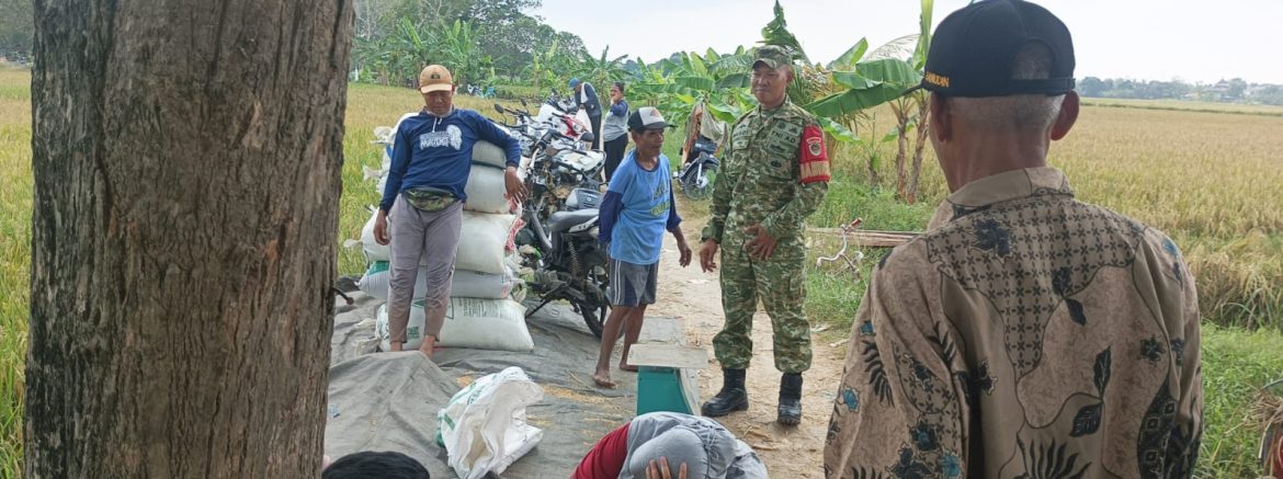 Babinsa Koramil 1603/Lohbener Laksanakan Patroli Larangan Panen Padi di Hari Jum’at