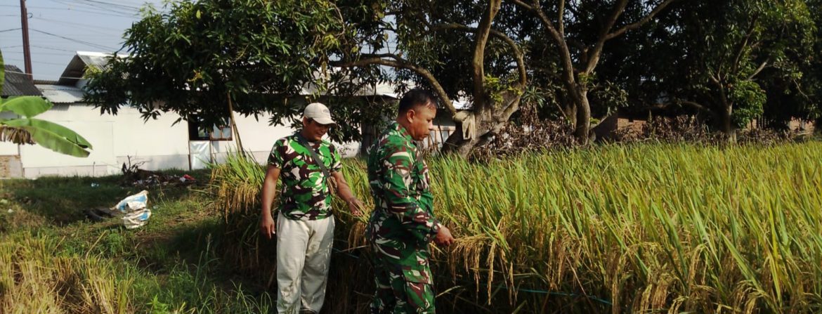 Babinsa Koramil 1605/Sukagumiwang Monitoring dan Pendampingan Pertanian Musim Panen Penghujan di Desa Kliwed