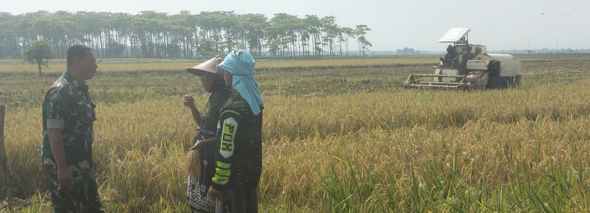 Babinsa Koramil 1605 Sukagumiwang Monitoring dan Dampingi Panen Padi di Desa Jambe
