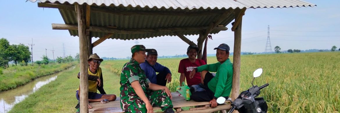 Babinsa Koramil 1605 Sukagumiwang Monitoring dan Pendampingan Pertanian di Desa Sukawera