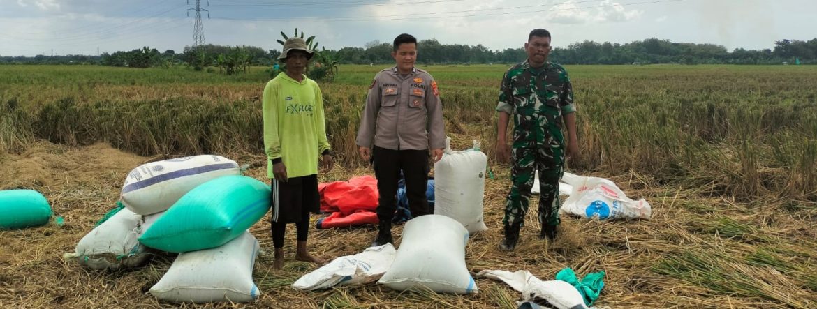 Babinsa Koramil 1605/Sukagumiwang Monitoring dan Pendampingan Pertanian di Desa Tenajar Lor