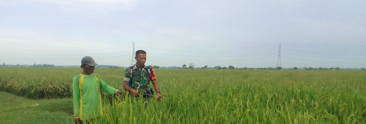 Babinsa Koramil 1605 Sukagumiwang Monitoring dan Pendampingan Pertanian di Desa Cadangpinggan