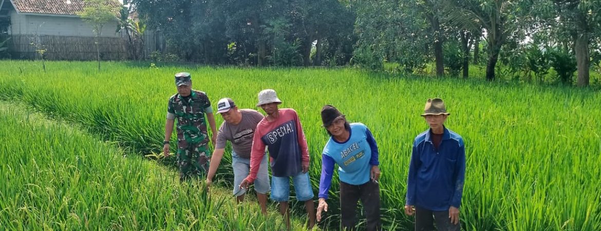 Babinsa Koramil 1605/Sukagumiwang Aktif Monitoring dan Dampingi Petani di Desa Tenajar Kidul