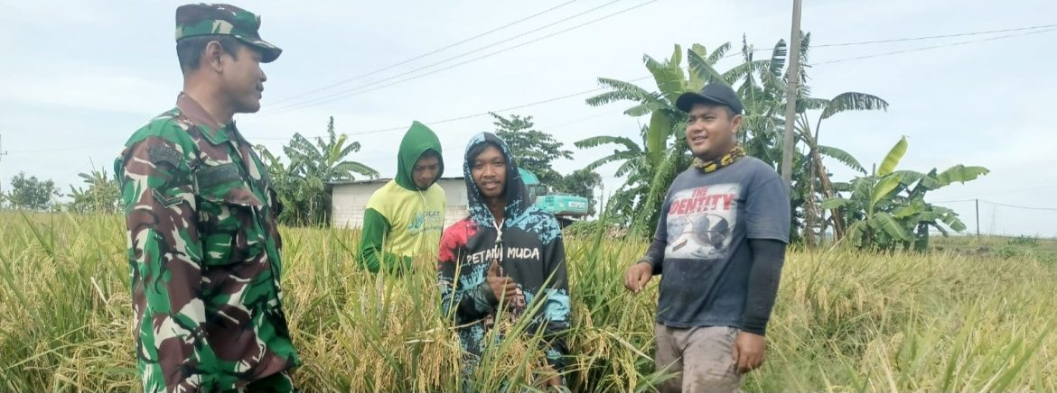 Babinsa Koramil 1605 Sukagumiwang Monitoring dan Pendampingan Pertanian di Desa Manguntara