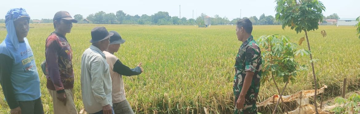 Babinsa Koramil 1603/Lohbener Laksanakan Pendampingan Pertanian di Blok Kalen Bera Desa Arahan Kidul