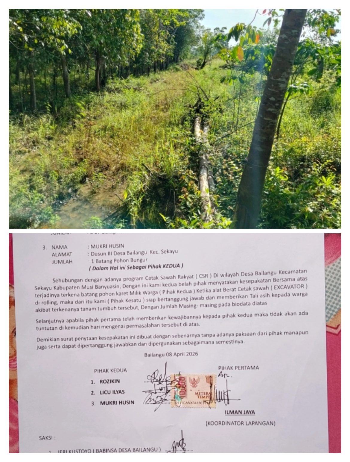 Didukung Panglima TNI, Program Cetak Sawah Diduga Justru Rusak Ratusan Pohon Karet Masyarakat Bailangu