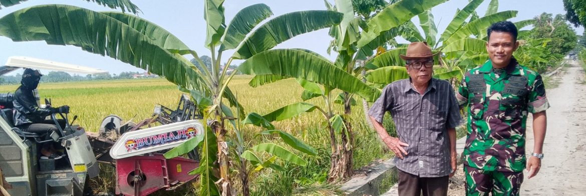 Babinsa Koramil 1605 Sukagumiwang Monitoring dan Dampingi Panen Padi di Desa Tegalwirangrong