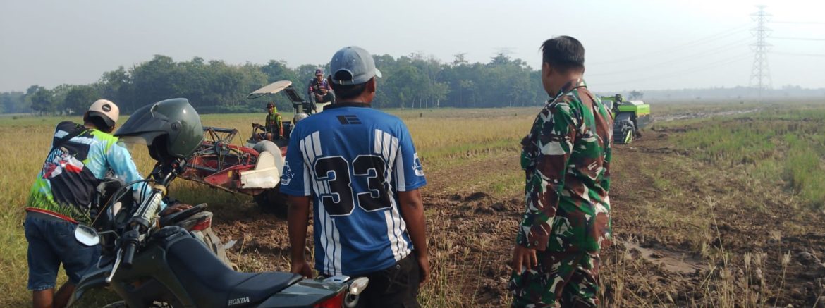 Babinsa Koramil 1605 Sukagumiwang Dampingi Petani Saat Musim Panen di Desa Kliwed