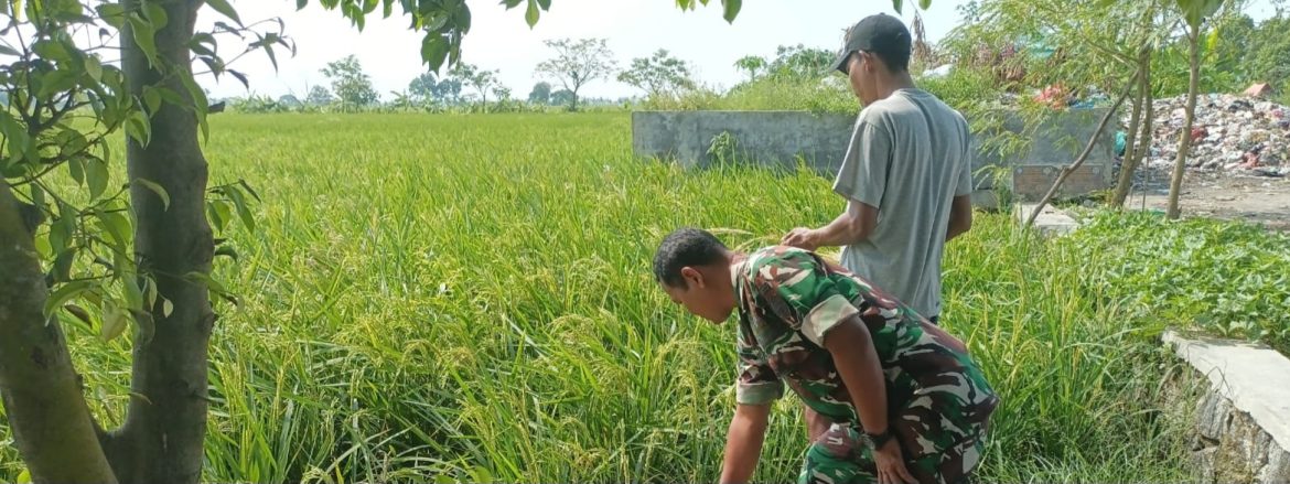 Babinsa Koramil 1605 Sukagumiwang Monitoring dan Dampingi Pertanian Siap Panen di Desa Manguntara