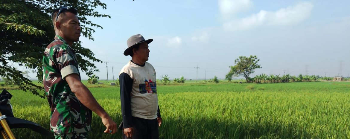 Babinsa Koramil 1605/Sukagumiwang Monitoring dan Dampingi Petani di Desa Cadangpinggan