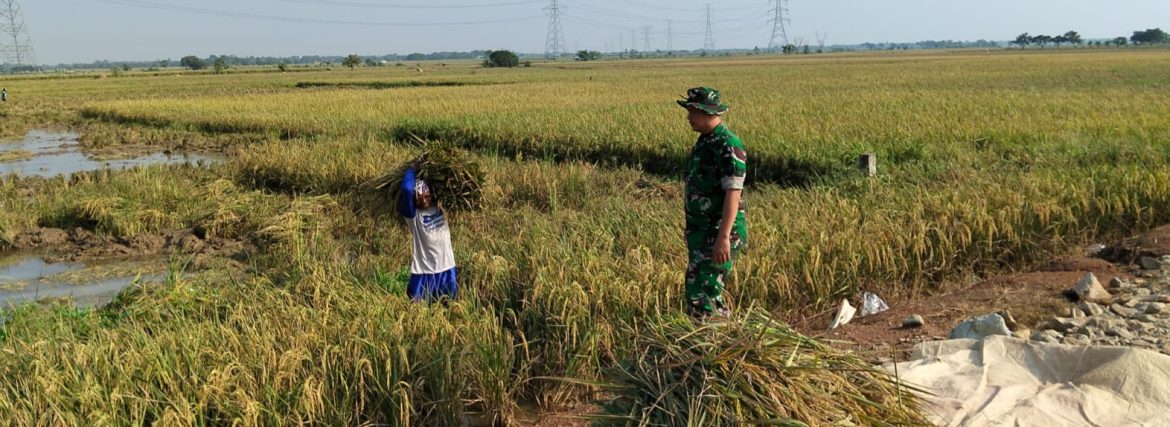 Babinsa Koramil 1605/Sukagumiwang Intensif Dampingi Petani Saat Panen Rendeng 2026 di Desa Sukawera