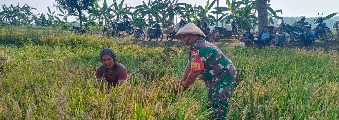 Babinsa Koramil 1605/Sukagumiwang Laksanakan Monitoring dan Pendampingan Pertanian di Desa Sukagumiwang
