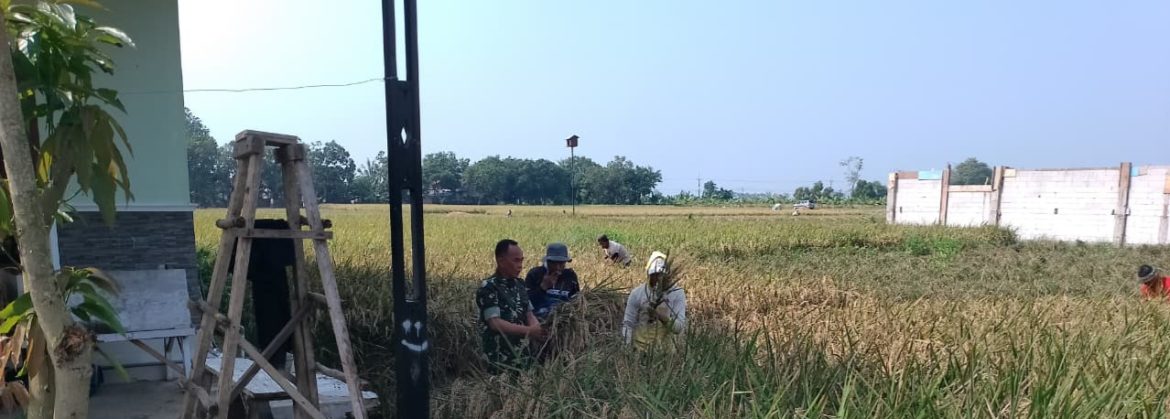 Babinsa Koramil 1605/Sukagumiwang Monitoring dan Dampingi Petani Saat Musim Panen Padi di Desa Tenajar Kidul