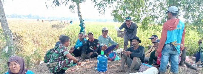 Babinsa Koramil 1603/Lohbener Komsos Bersama Petani Jelang Panen Padi di Desa Cidempet