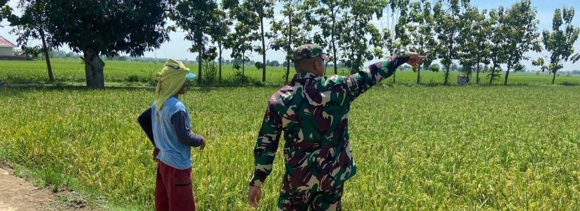 Babinsa Koramil 1605 Sukagumiwang Monitoring dan Dampingi Pertanian di Desa Jengkok