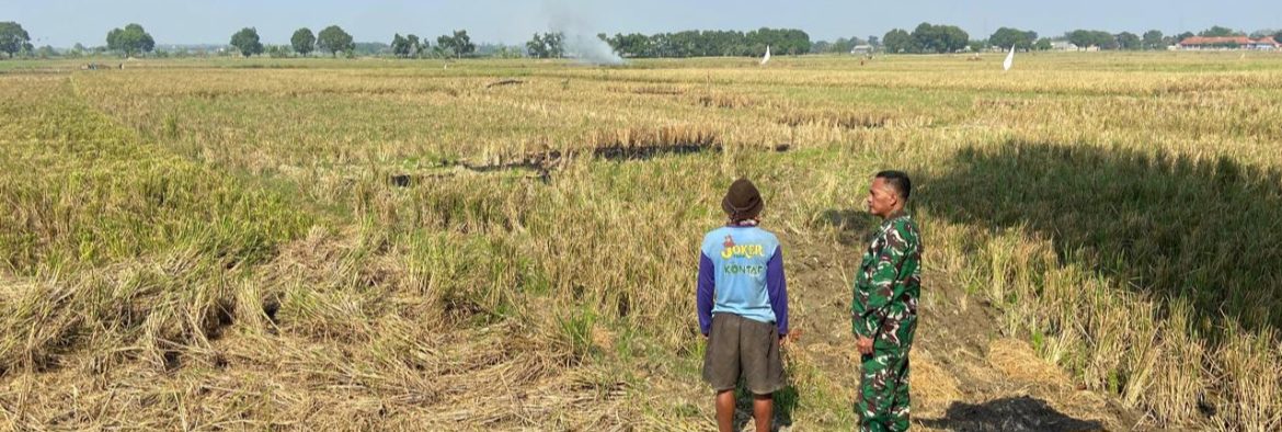 Babinsa Koramil 1605 Sukagumiwang Dampingi Petani Panen Padi dan Persiapan Musim Tanam di Desa Tulungagung