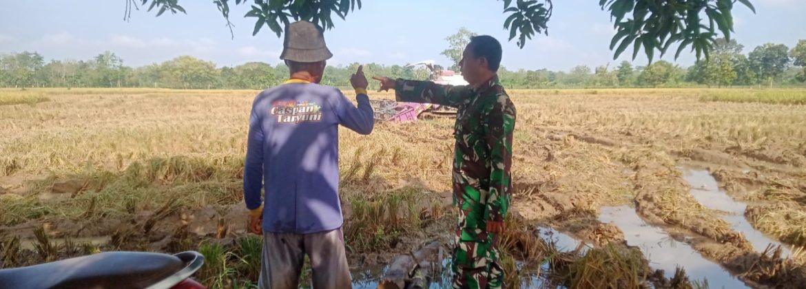 Babinsa Koramil 1605 Sukagumiwang Monitoring dan Dampingi Petani Desa Jambe, Pastikan Tanaman Padi Terawat Jelang Panen