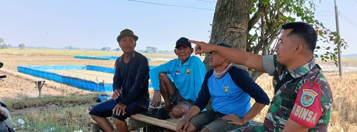 Komsos Babinsa Koramil 1601/Indramayu Bersama Petani Desa Balongan Perkuat Ketahanan Pangan