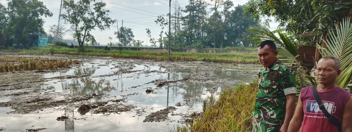 Babinsa Koramil 1605 Sukagumiwang Monitoring dan Dampingi Petani di Area Persawahan Desa Gunungsari