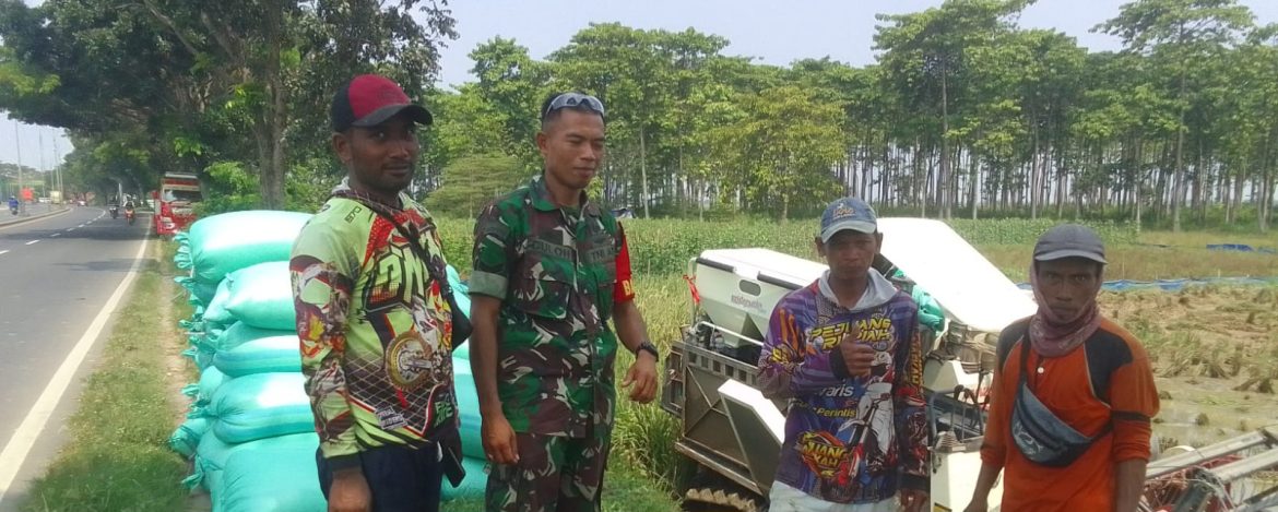 Babinsa Koramil 1605 Sukagumiwang Monitoring dan Dampingi Panen Padi di Desa Cadangpinggan
