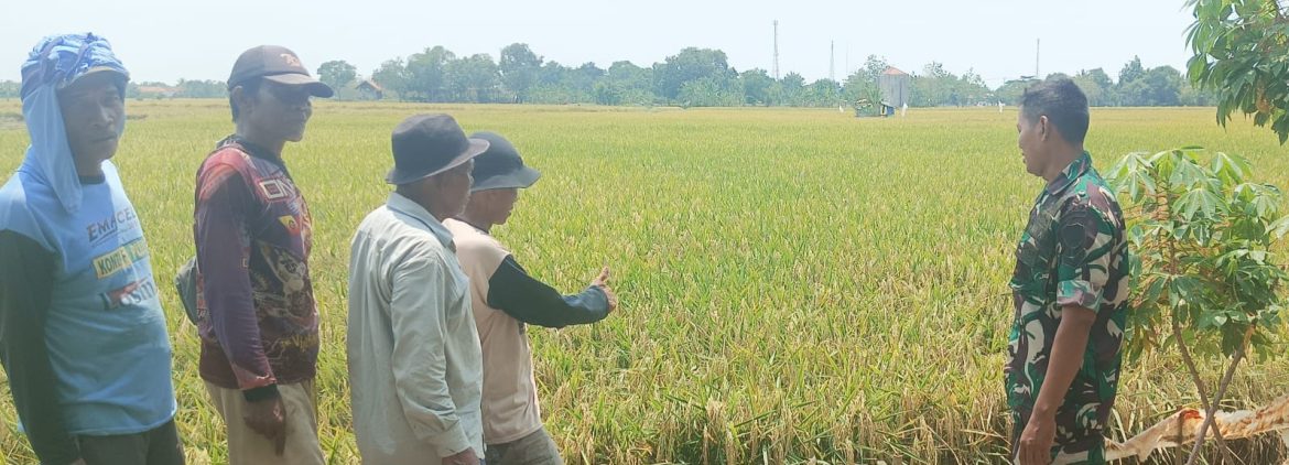 Babinsa Koramil 1603/Lohbener Laksanakan Pendampingan Pertanian di Desa Arahan Kidul