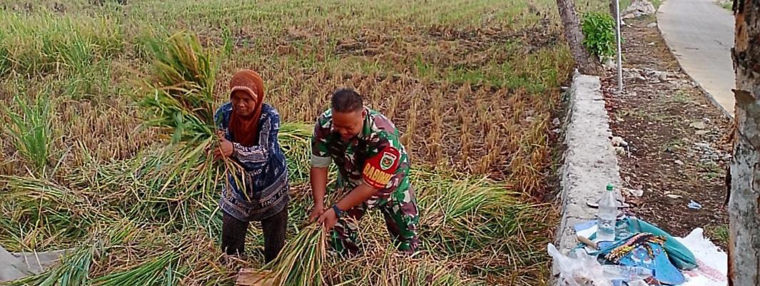 Babinsa Koramil 1605 Sukagumiwang Monitoring dan Pendampingan Pertanian di Desa Sukagumiwang