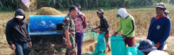 Babinsa Koramil 1605 Sukagumiwang Laksanakan Monitoring dan Pendampingan Pertanian di Desa Tenajar Kidul