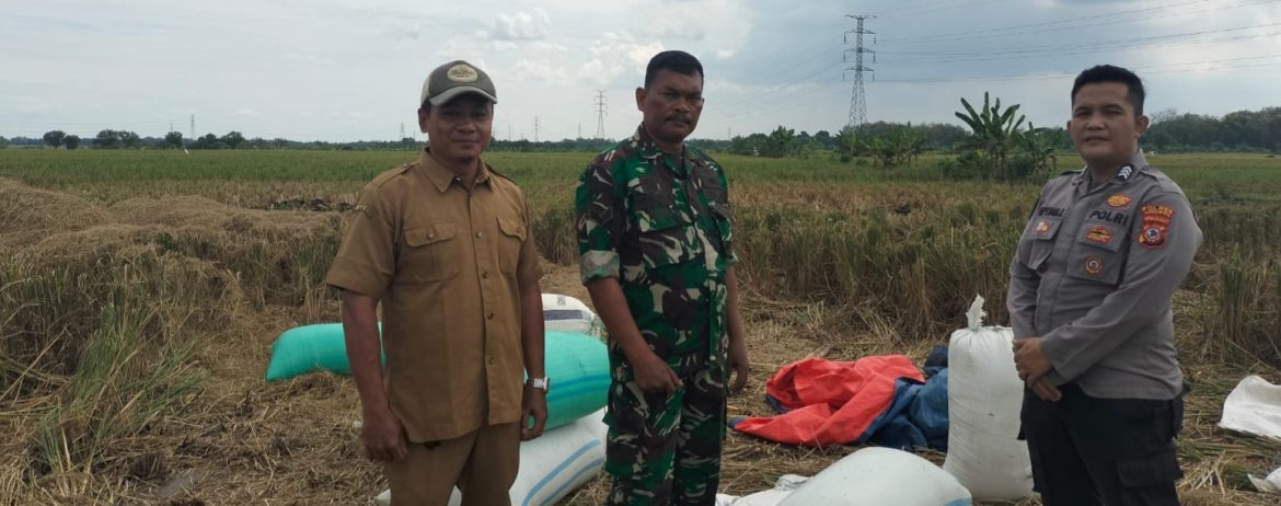 Babinsa Koramil 1605 Sukagumiwang Intensif Dampingi Petani, Pastikan Panen di Tenajar Lor Berjalan Optimal