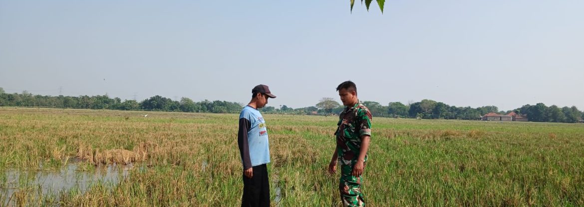 Babinsa Koramil 1605/Sukagumiwang Monitoring dan Dampingi Persiapan Olah Lahan Sawah di Desa Gedangan