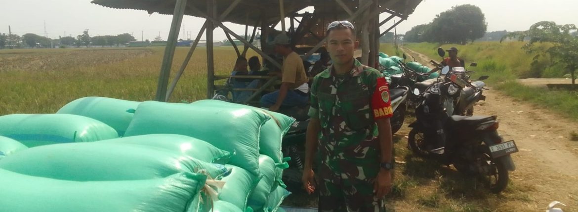 Babinsa Koramil 1605 Sukagumiwang Monitoring dan Dampingi Pesta Panen Padi di Desa Cadangpinggan