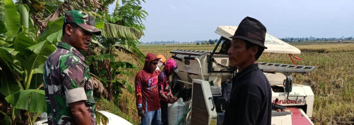 Babinsa Koramil 1605/Sukagumiwang Laksanakan Monitoring dan Pendampingan Pertanian di Desa Lemahayu