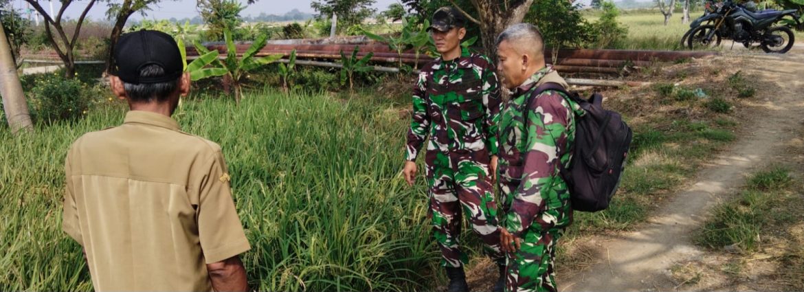 Danramil 1608 Karangampel Pantau Panen Raya di Desa Kaplongan untuk Persiapan Zoom Meeting Nasional