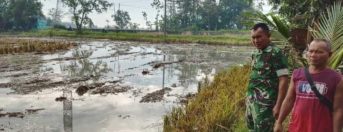 Babinsa Koramil 1605 Sukagumiwang Monitoring dan Dampingi Petani Percepat Musim Tanam di Desa Gunungsari