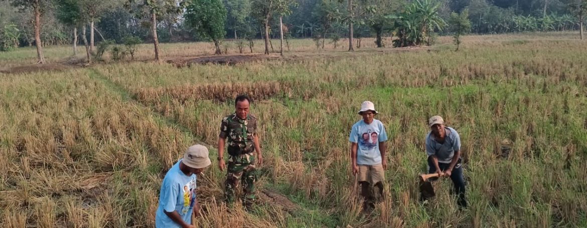 Babinsa Koramil 1605 Sukagumiwang Dampingi Petani di Tenajar Kidul, Pastikan Lahan Siap Tanam dan Serap Aspirasi Petani