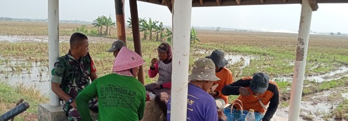 Babinsa Koramil 1603/Lohbener Perkuat Silaturahmi dengan Petani, Dorong Persiapan Maksimal Musim Tanam II