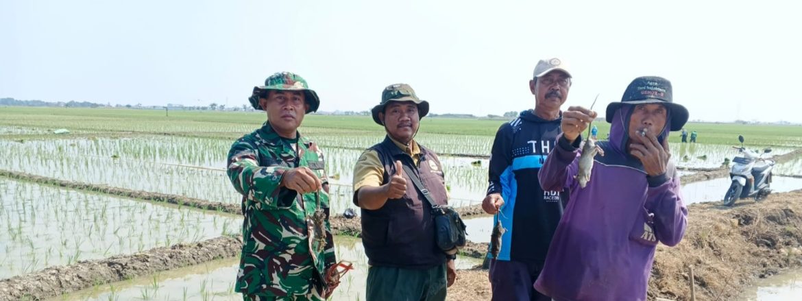 Babinsa Koramil 1611/Losarang Pimpin Gropyokan Tikus Bersama Petani Desa Ranjeng, Wujud Nyata Dukung Ketahanan Pangan