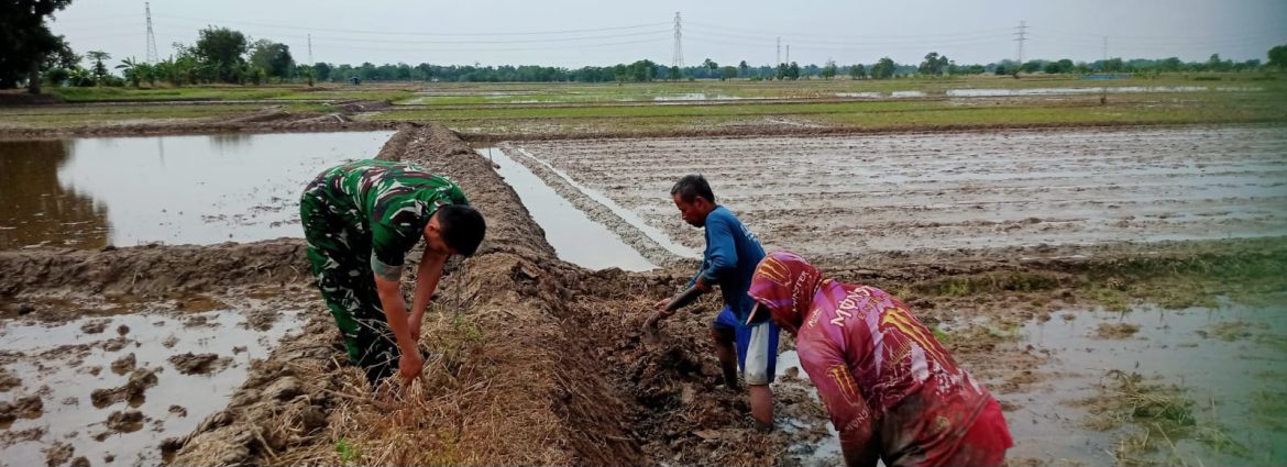 Babinsa Koramil 1605/Sukagumiwang Monitoring dan Dampingi Petani Olah Lahan MT Gadu 2026 di Desa Sukawera