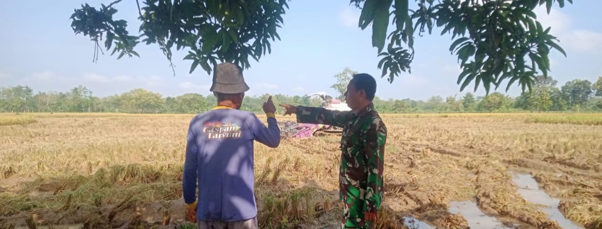 Babinsa Koramil 1605 Sukagumiwang Dampingi Petani Olah Lahan di Desa Jambe