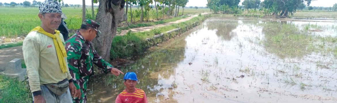 Babinsa Koramil 1605/Sukagumiwang Monitoring dan Dampingi Kegiatan Pertanian di Desa Sukagumiwang