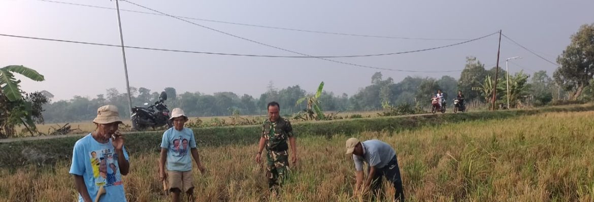 Babinsa Koramil 1605 Sukagumiwang Monitoring dan Dampingi Petani Sambut Musim Tanam di Desa Tenajar Kidul