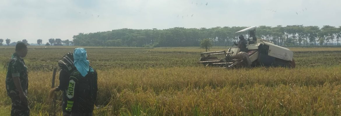 Babinsa Koramil 1605/Sukagumiwang Dampingi Panen Raya Musim Rendeng di Tenajar Lor, Pastikan Hasil Panen Berjalan Lancar