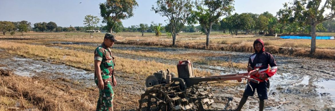 Babinsa Koramil 1605 Sukagumiwang Dampingi Pengolahan Lahan Sawah di Desa Gedangan, Wujud Nyata Dukungan Ketahanan Pangan