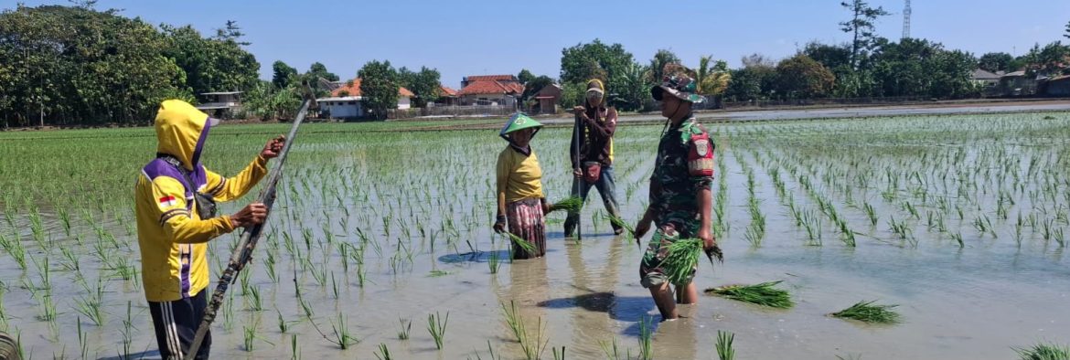 Babinsa Koramil 1601 Indramayu Perkuat Ketahanan Pangan Melalui Komsos dan Pendampingan Petani di Desa Sudimampir
