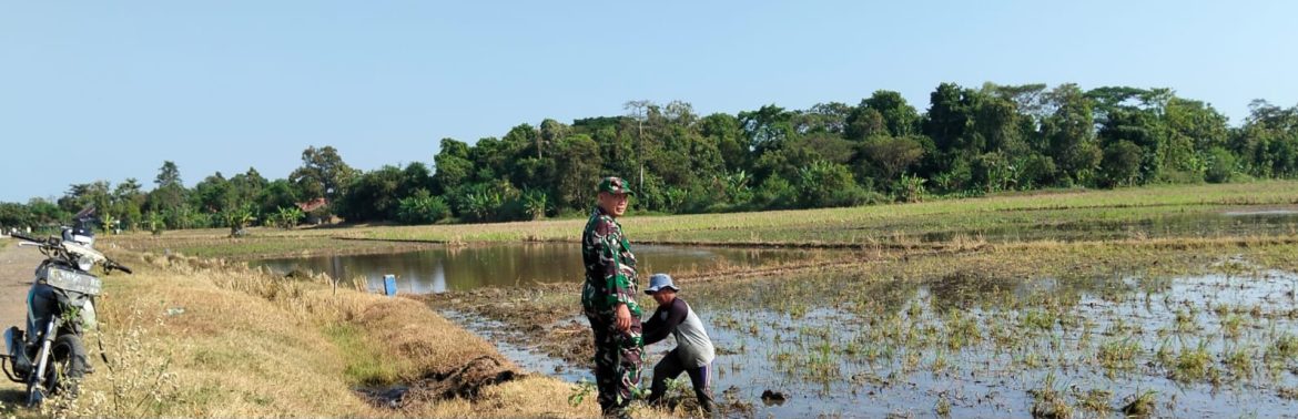 Babinsa Koramil 1605/Sukagumiwang Laksanakan Monitoring dan Pendampingan Pertanian di Desa Sukawera